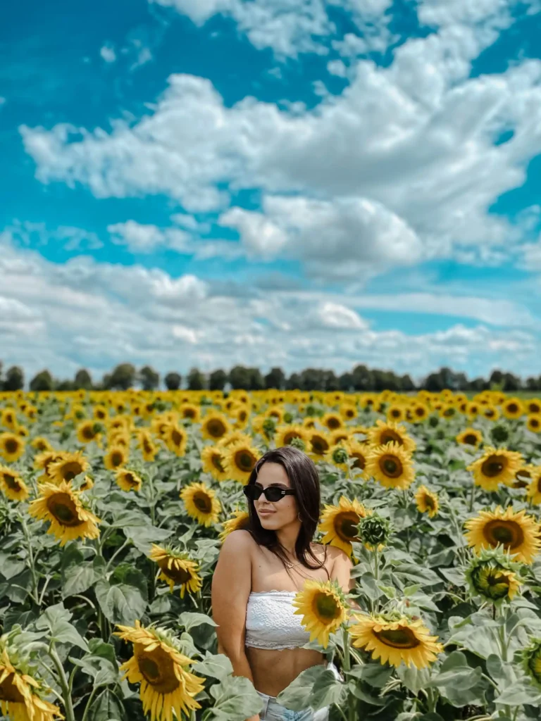 Best Sunflower Fields in California: Where to Find Them